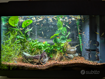 Acquario 70 litri