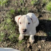 Cucciolo di dogo argentino
