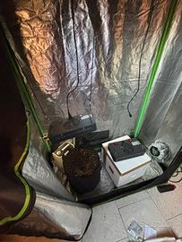 Grow box completa