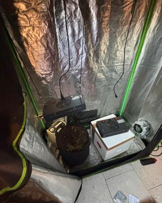 Grow box completa