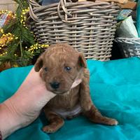 Ultima cucciola red toy