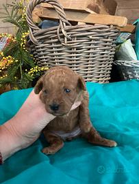 Ultima cucciola red toy