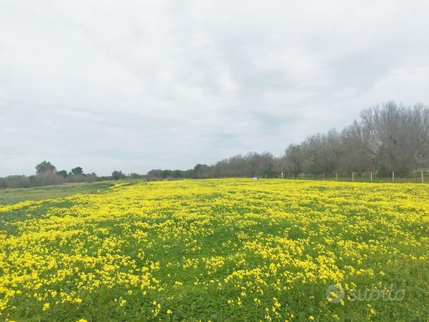 Terreno Agricolo Contrada Torricella Brindisi