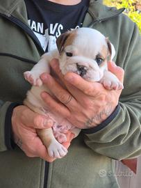 Bulldog inglese