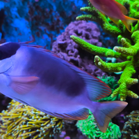 Siganus magnificus