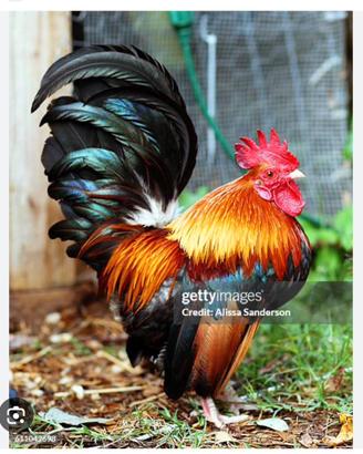Gallo