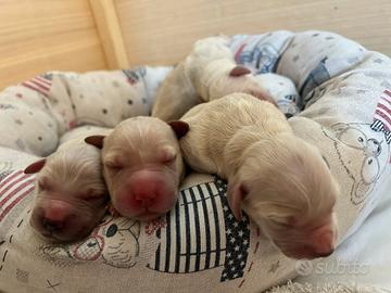 Cuccioli Golden Retriver