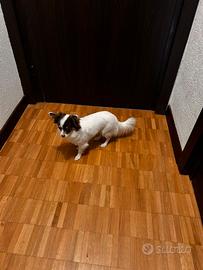 Chiuwawa dolcissima mini toy