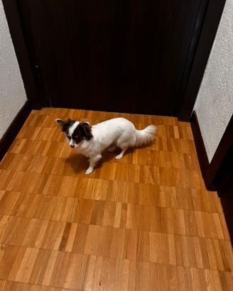 Chiuwawa dolcissima mini toy