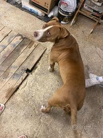Contatto tra privati - Splendido Pitbull maschio