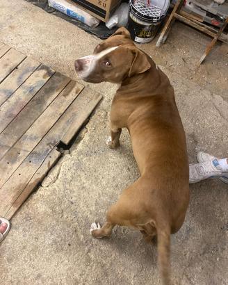 Contatto tra privati - Splendido Pitbull maschio