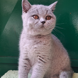 British shorthair femmina