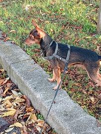 Pinscher femmina per accoppiamento
