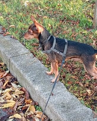 Pinscher femmina per accoppiamento