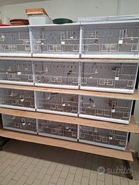 batteria di 12 moduli per uccelli