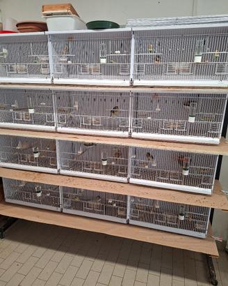batteria di 12 moduli per uccelli