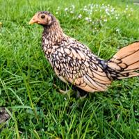 Sebright - galline nane ornamentali