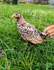 Sebright - galline nane ornamentali