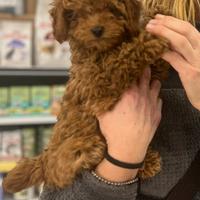 Cuccioli di barbone nano con pedigree ENCI