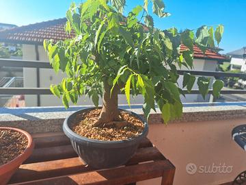 bonsai bagolaro