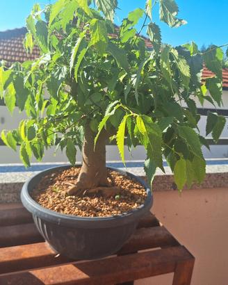 bonsai bagolaro