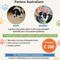 Pastore australiano