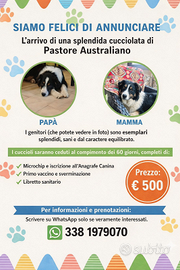 Pastore australiano