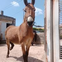 Mulo castrone 6 anni
