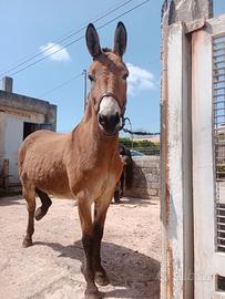 Mulo castrone 6 anni