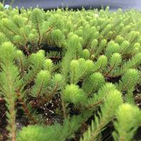 Myriophyllum Brasiliensis - Pianta per laghetto