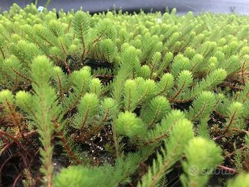 Myriophyllum Brasiliensis - Pianta per laghetto