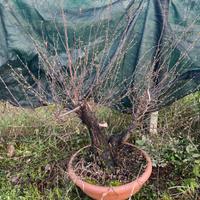 Pre bonsai di carpino