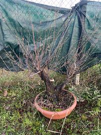 Pre bonsai di carpino