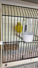 Canarino maschio 2025