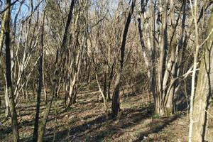 BOSCO A SAN FLORIANO DEL COLLIO
