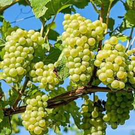 Uva bianca per produzione vino