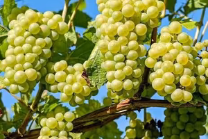 Uva bianca per produzione vino