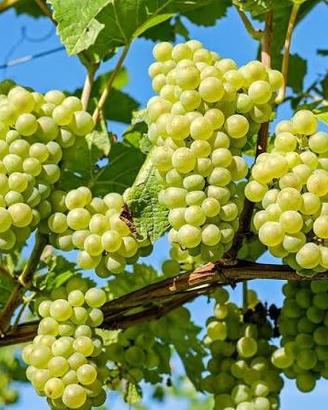Uva bianca per produzione vino