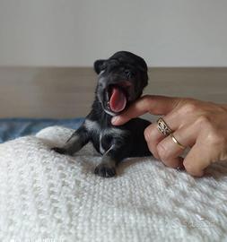 cuccioli di chihuahua mini toy