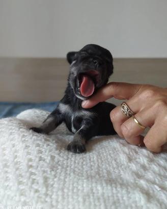 cuccioli di chihuahua mini toy