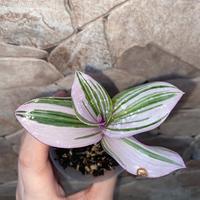 Talea Tradescantia Nanouk