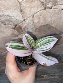 Talea Tradescantia Nanouk
