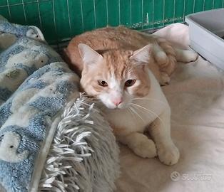 CAMILLO. abbandono, è molto stressato