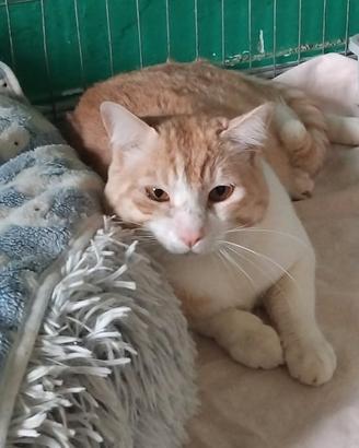 CAMILLO. abbandono, è molto stressato