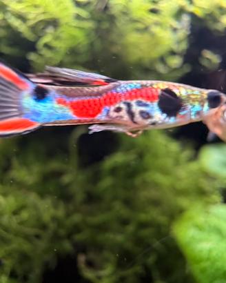 Poecilia wingei