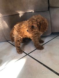 CUCCIOLi BARBONCINo TOy REd