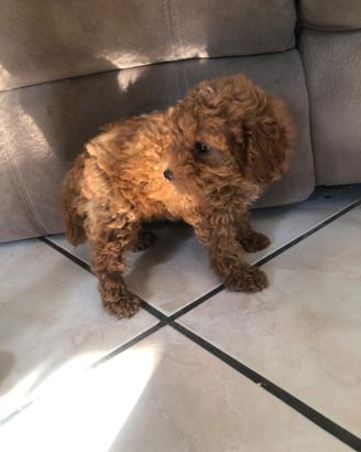CUCCIOLi BARBONCINo TOy REd