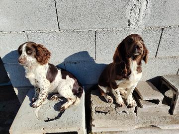 Cuccioloni di Springer Spaniel