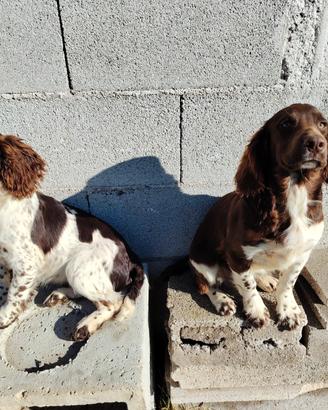 Cuccioloni di Springer Spaniel