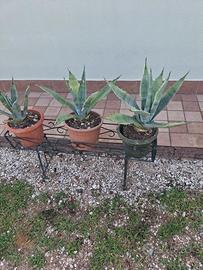 agave